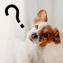 Curiosità 2