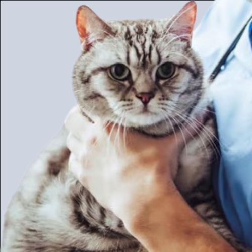 img2